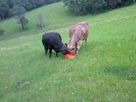 2015-01-19-192403 Bonnie and Star (c) Jason Grossman.jpg